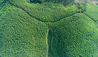 78m威九国际(集团)中国区有限公司-BinG百科