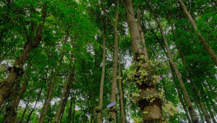 78m威九国际(集团)中国区有限公司-BinG百科