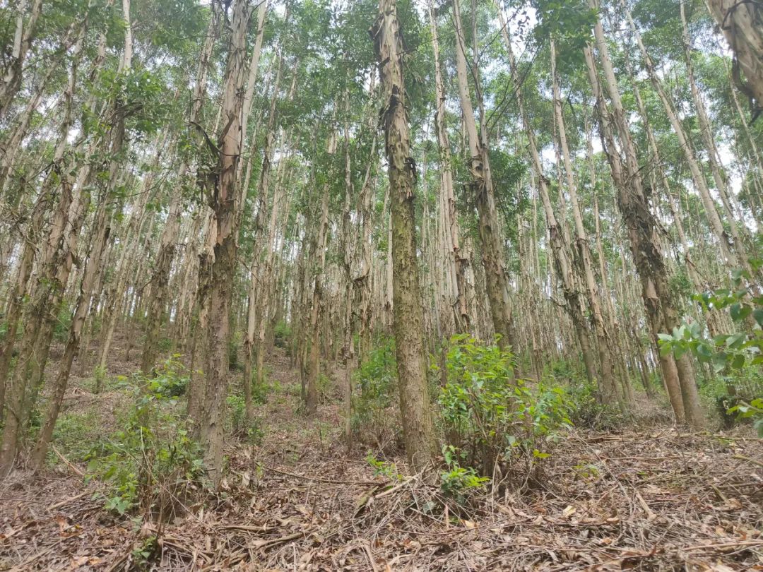 78m威九国际(集团)中国区有限公司-BinG百科