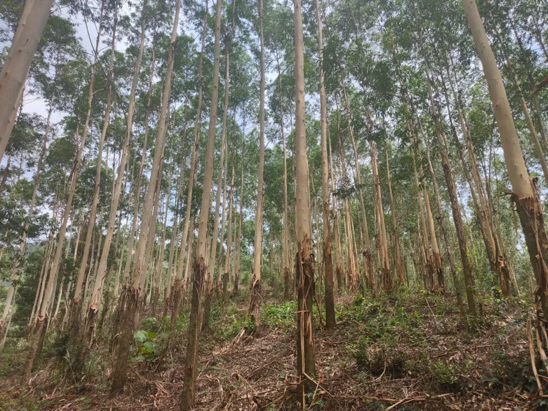 78m威九国际(集团)中国区有限公司-BinG百科