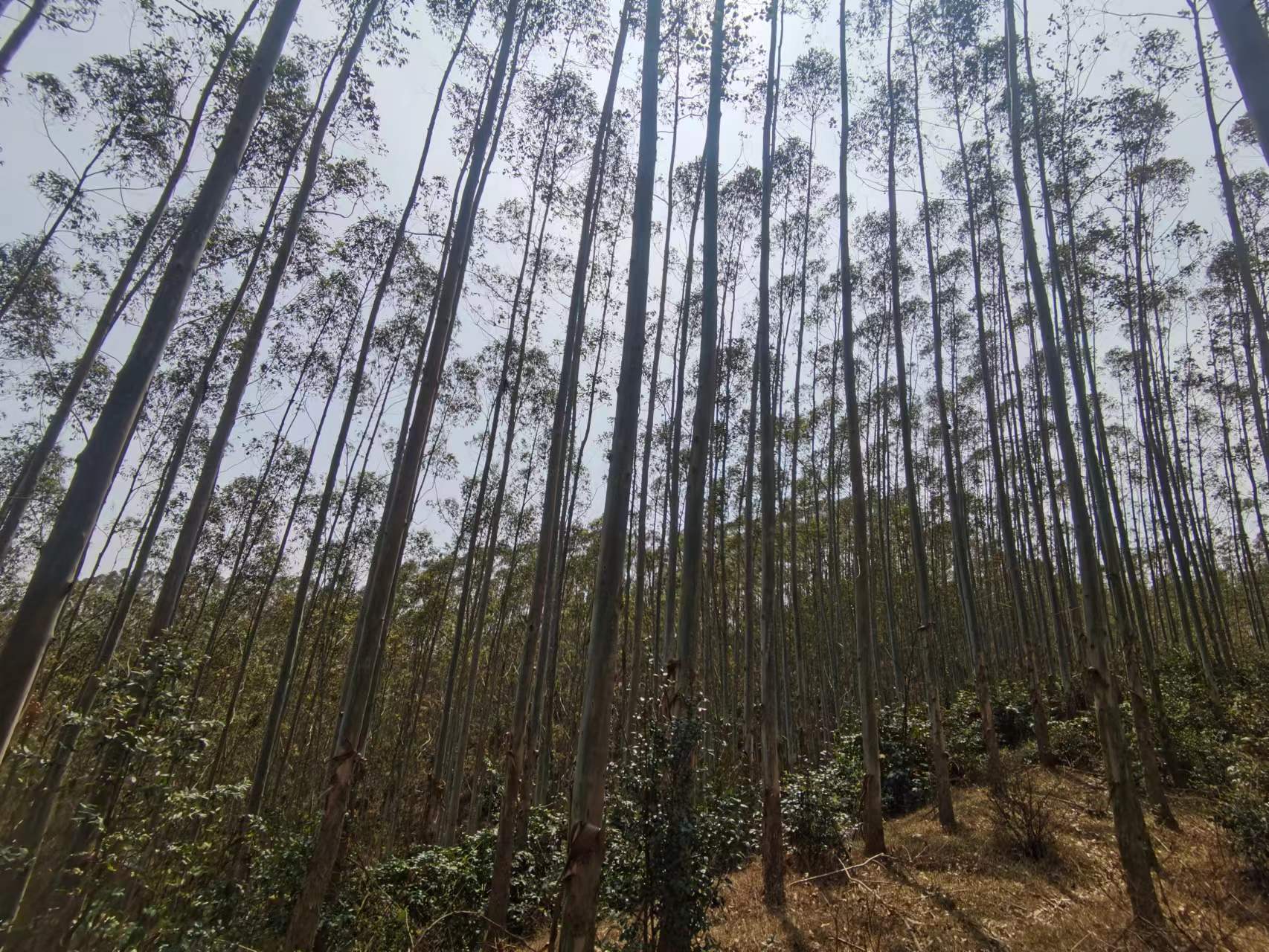 78m威九国际(集团)中国区有限公司-BinG百科