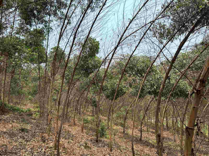 78m威九国际(集团)中国区有限公司-BinG百科