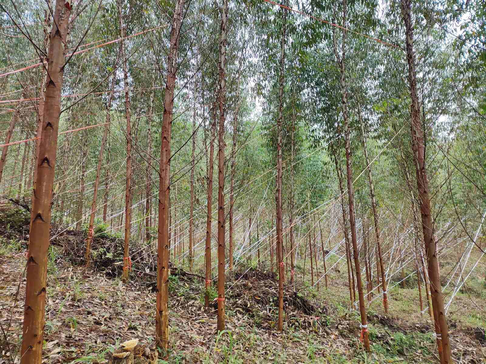 抗风扶树加固忙，实时止损人不歇