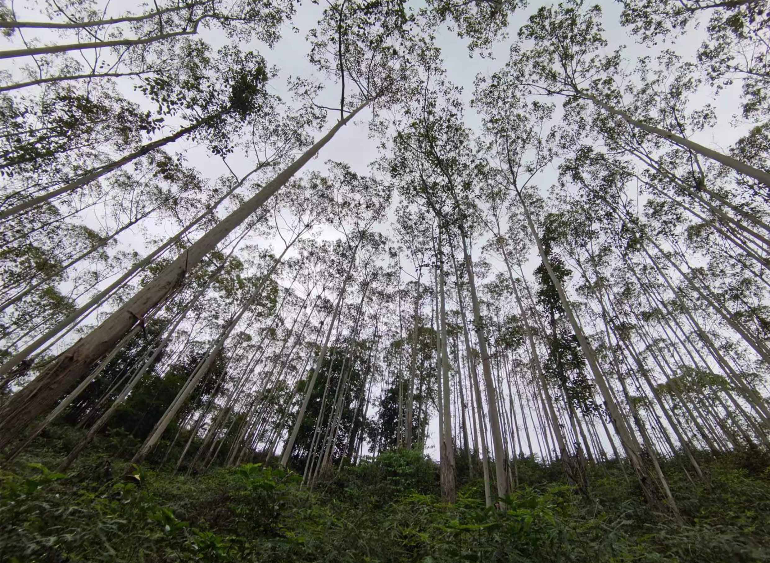 78m威九国际(集团)中国区有限公司-BinG百科