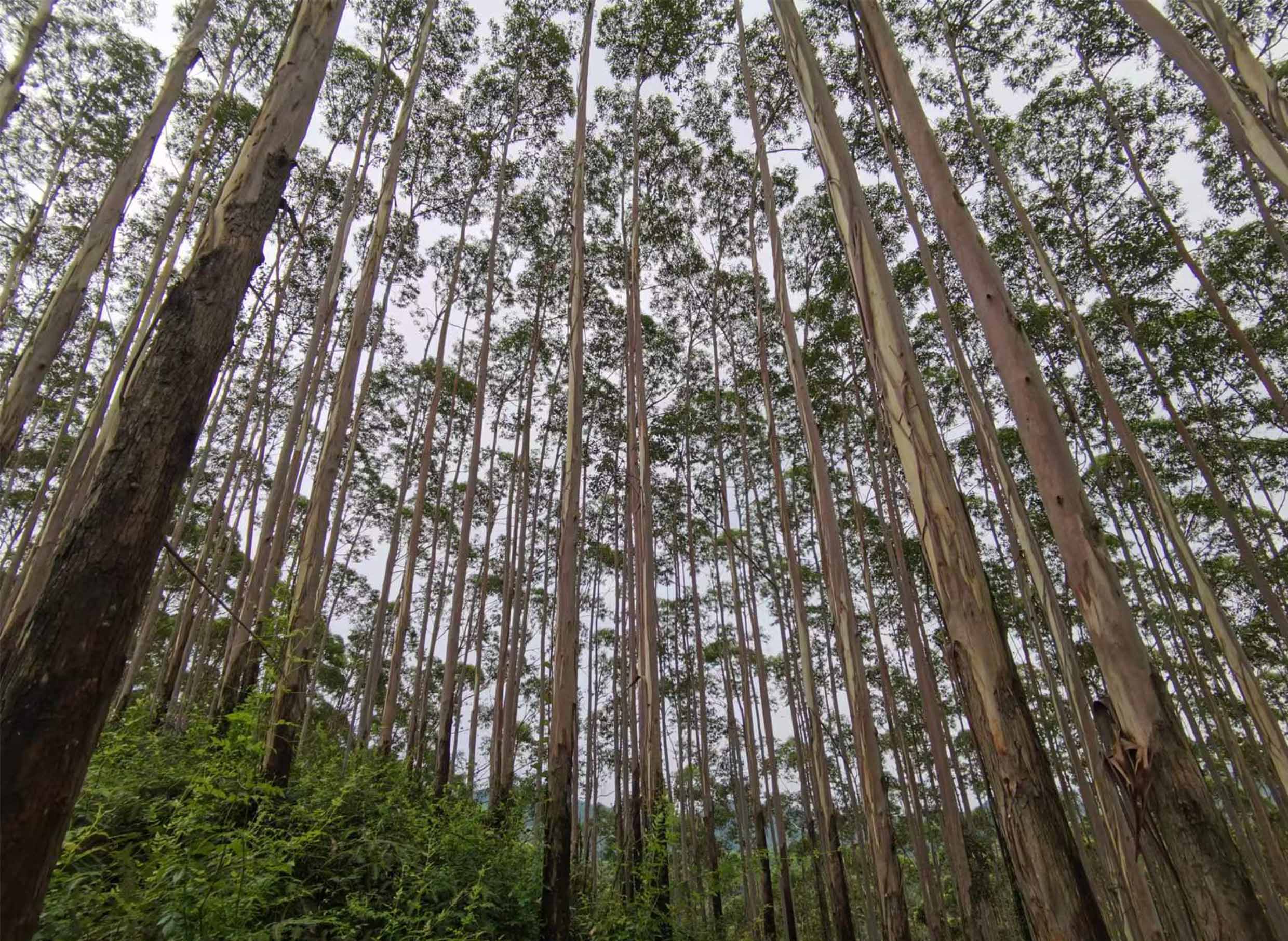 78m威九国际(集团)中国区有限公司-BinG百科