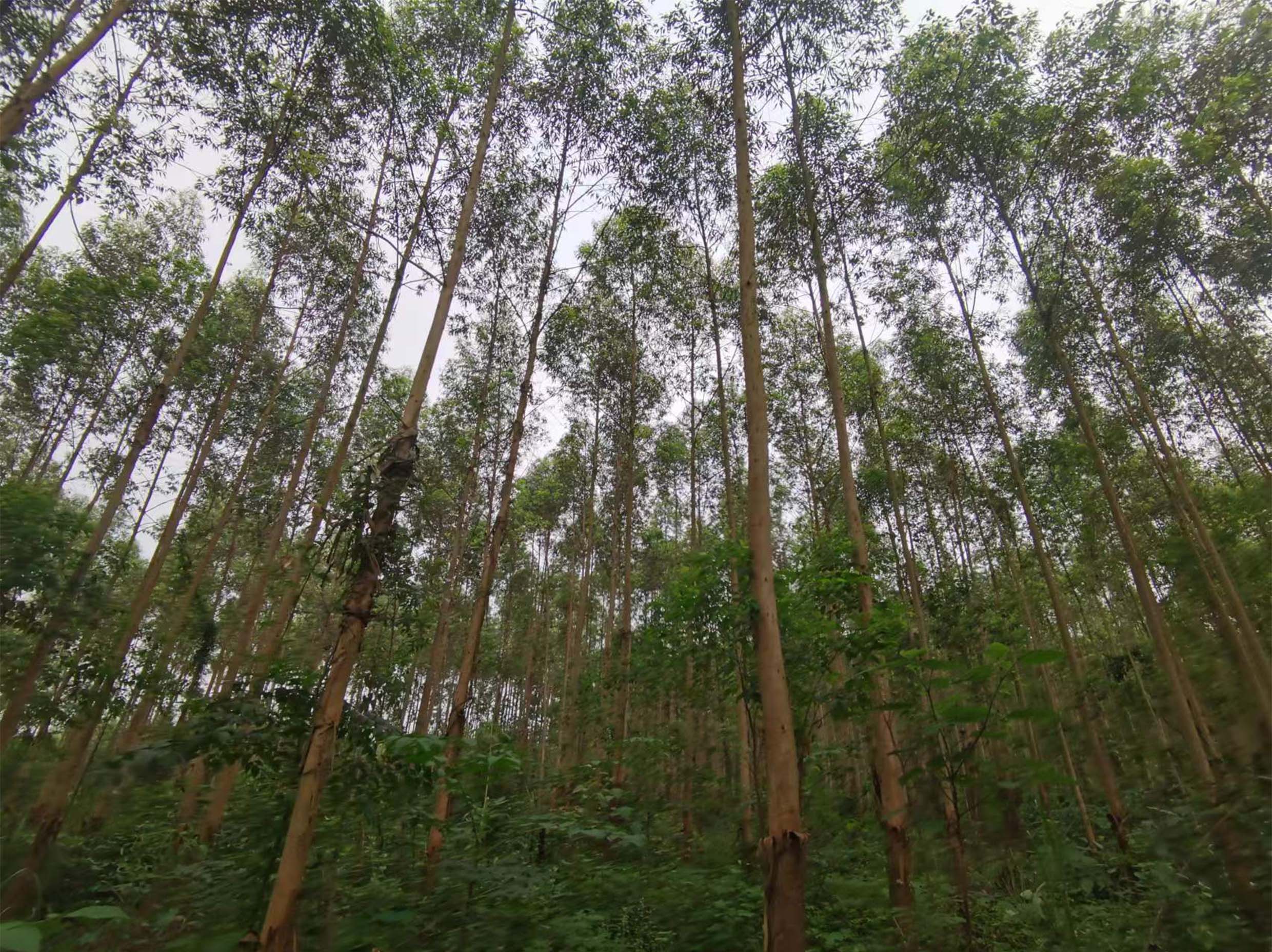 78m威九国际(集团)中国区有限公司-BinG百科