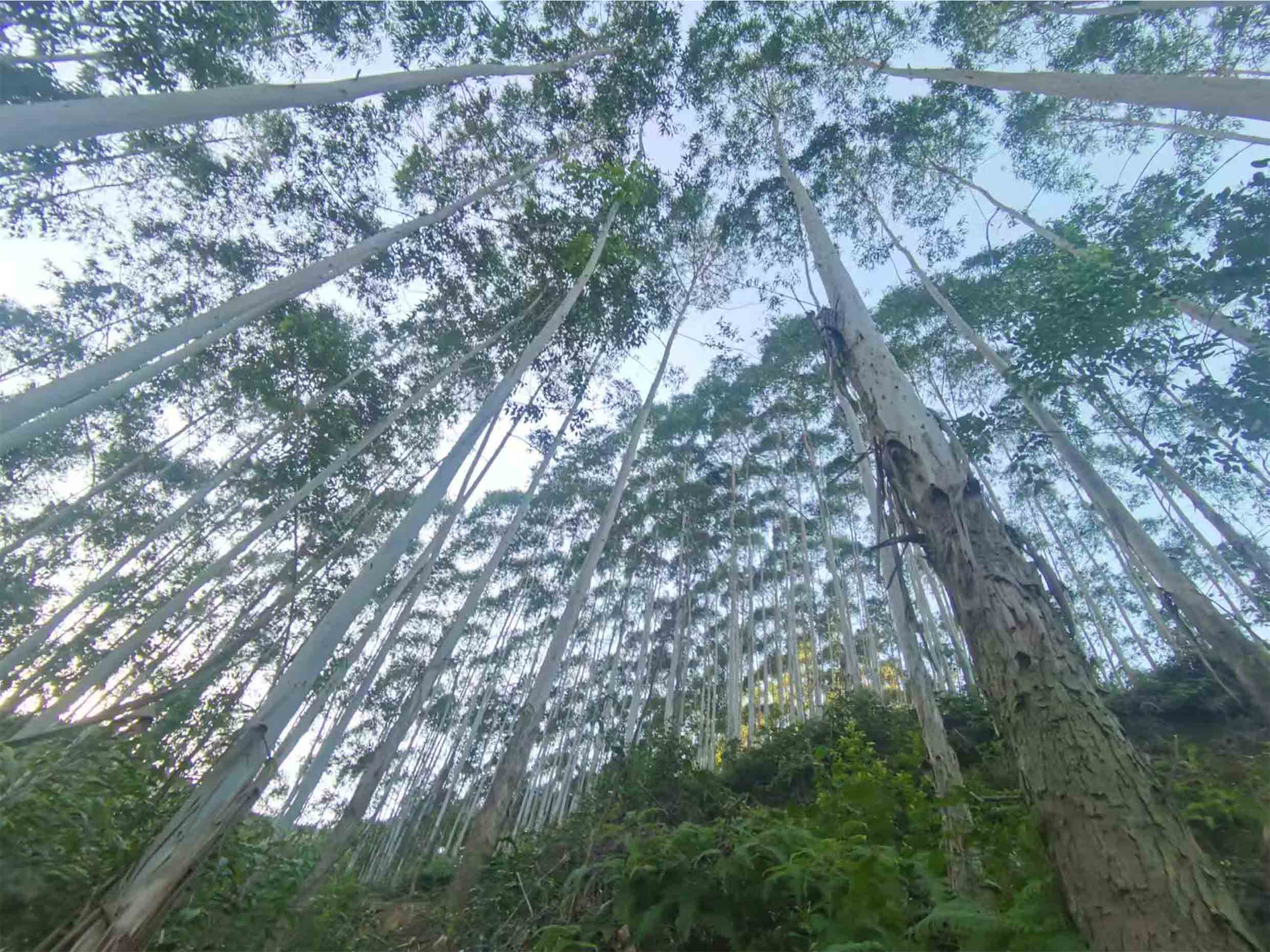 78m威九国际(集团)中国区有限公司-BinG百科