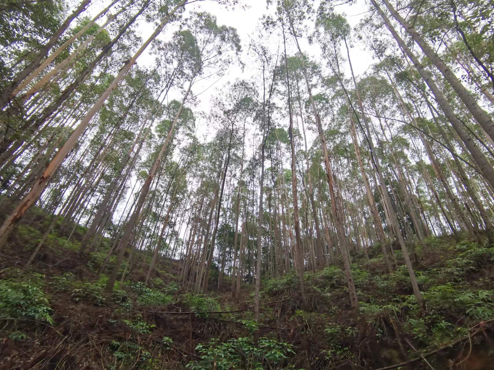 78m威九国际(集团)中国区有限公司-BinG百科