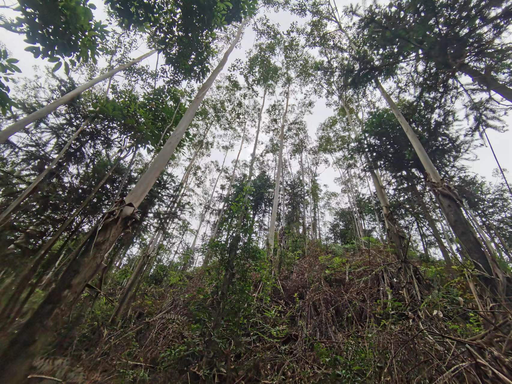 78m威九国际(集团)中国区有限公司-BinG百科