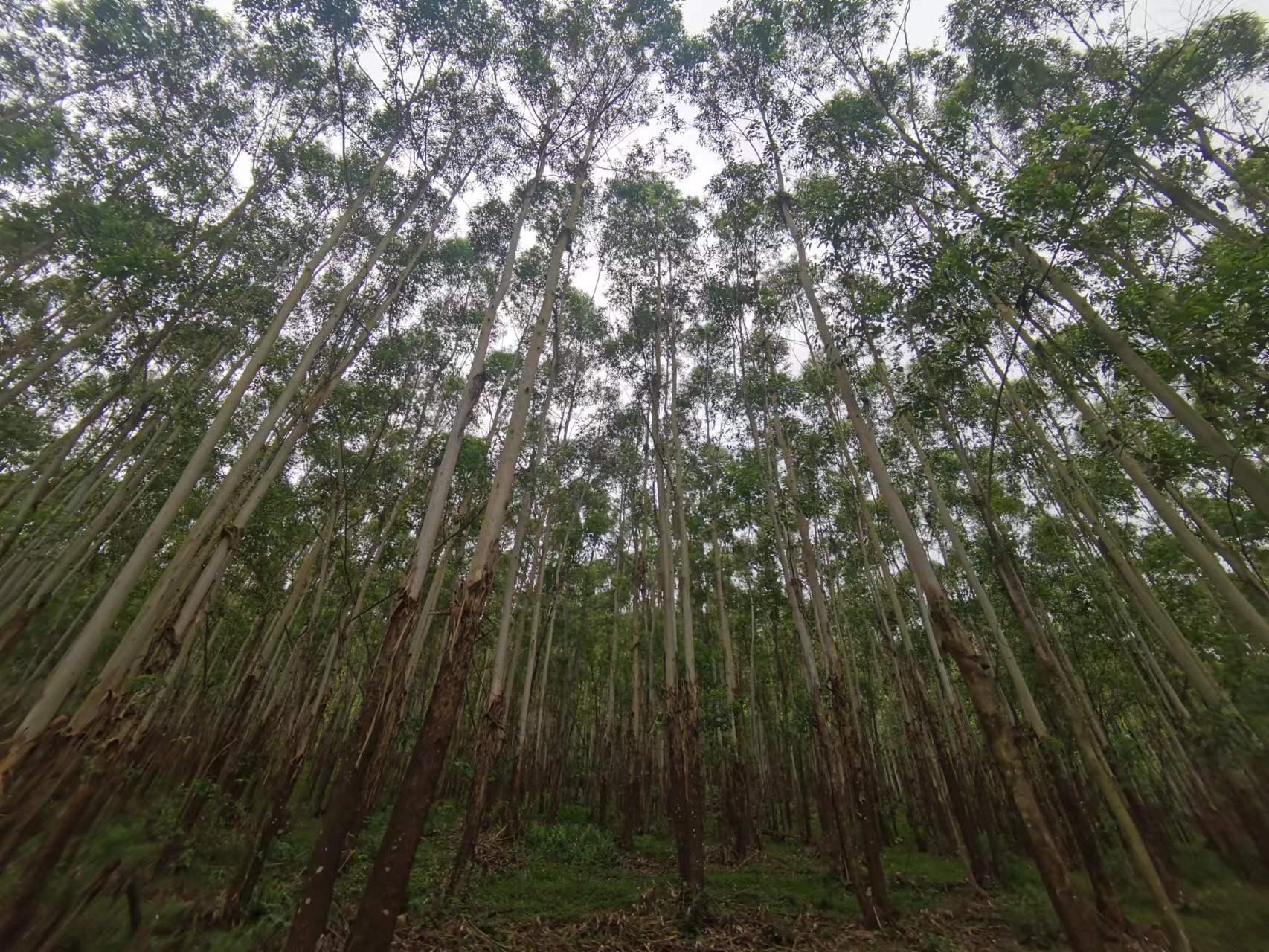 78m威九国际(集团)中国区有限公司-BinG百科