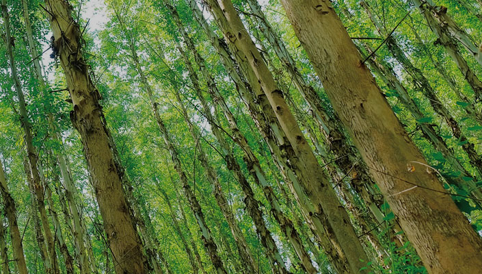 78m威九国际(集团)中国区有限公司-BinG百科